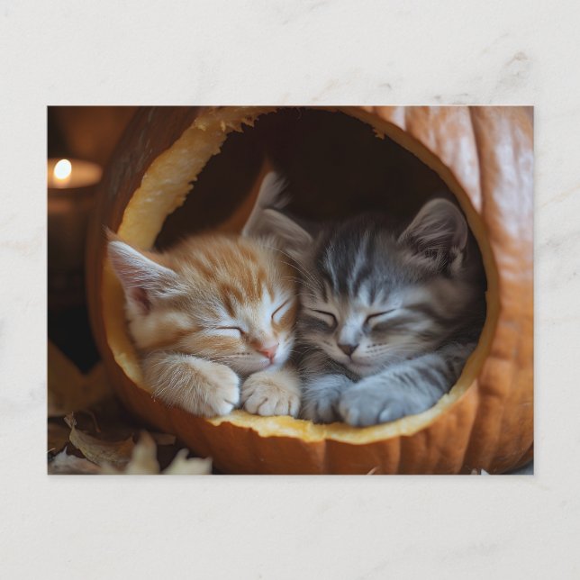 Mysiga Kittens Snuggle i en Pumpkin Vykort (Framsida)