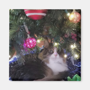 Mysigt katt under julgran magnet