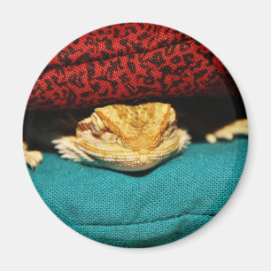 Mysigt skäggig drake magnet