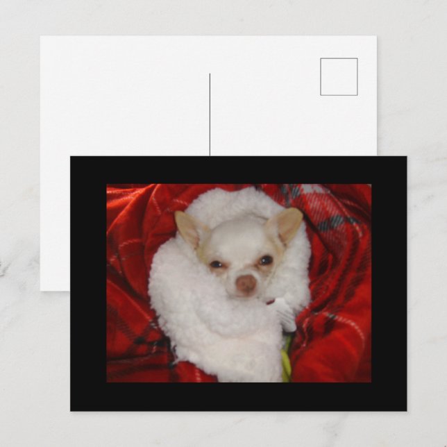 Mysigt vykort för Chihuahua (Fram/baksida)