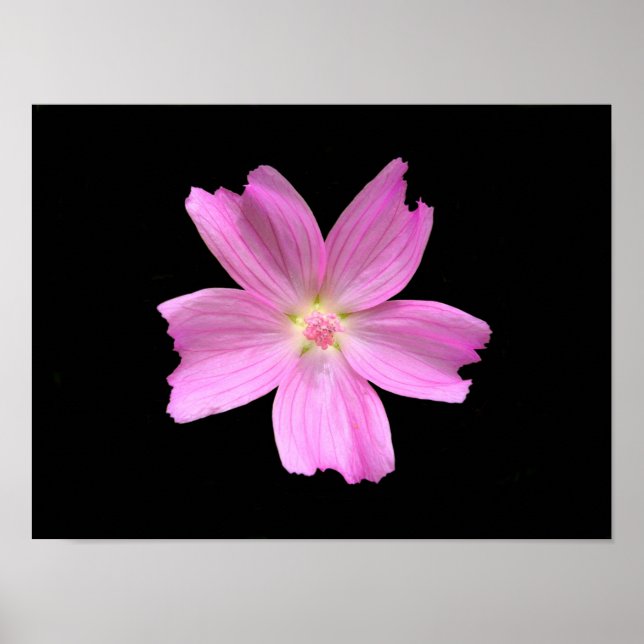 Myskmalvaaffisch Poster (Framsidan)