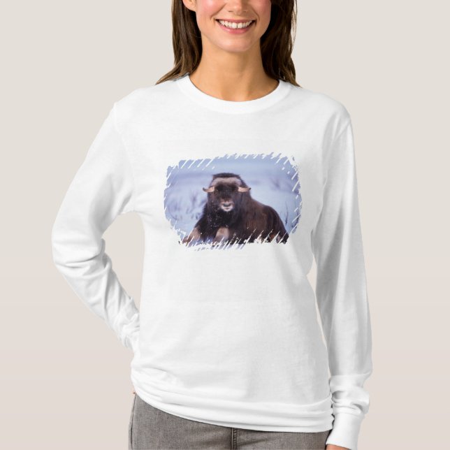 myskos, Ovibos moschatus, ung tjur Tee Shirt (Framsida)