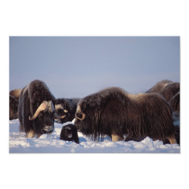 myskoxe, Ovibos moschatus, tjur och ko Fototryck (Framsidan)