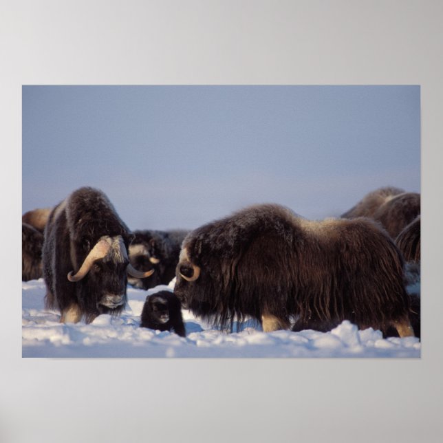 myskoxe, Ovibos moschatus, tjur och ko Poster (Framsidan)