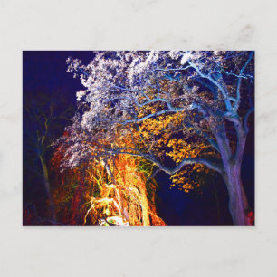 Mysterious Lighting Trees Postkort Vykort