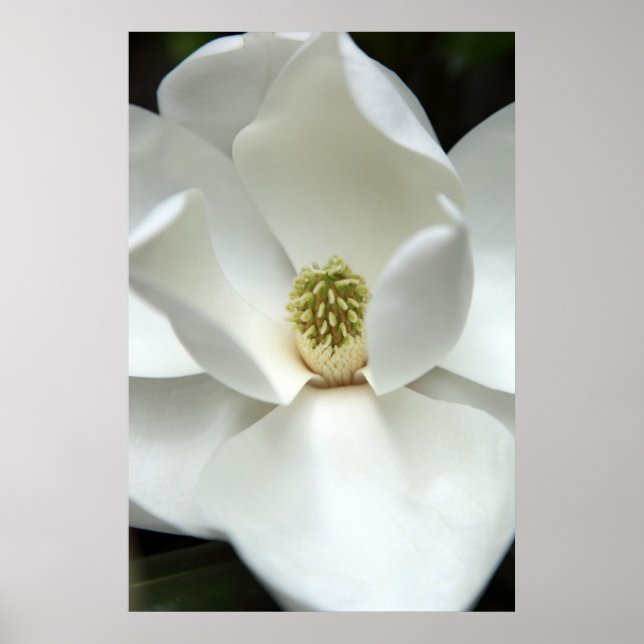 Mysterious Magnolia Poster (Framsidan)