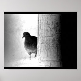 Mysterious Pigeon Poster
