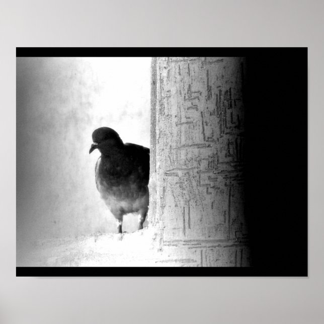 Mysterious Pigeon Poster (Framsidan)