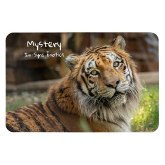 mysterium - magnet