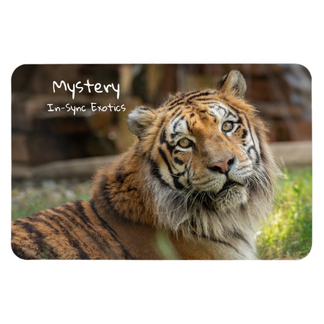 mysterium -  magnet (Horisontell)