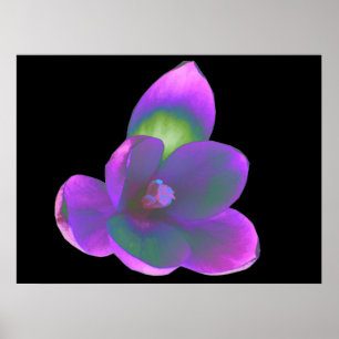 Mystic Beauty Crocus Flower Skriv ut Poster