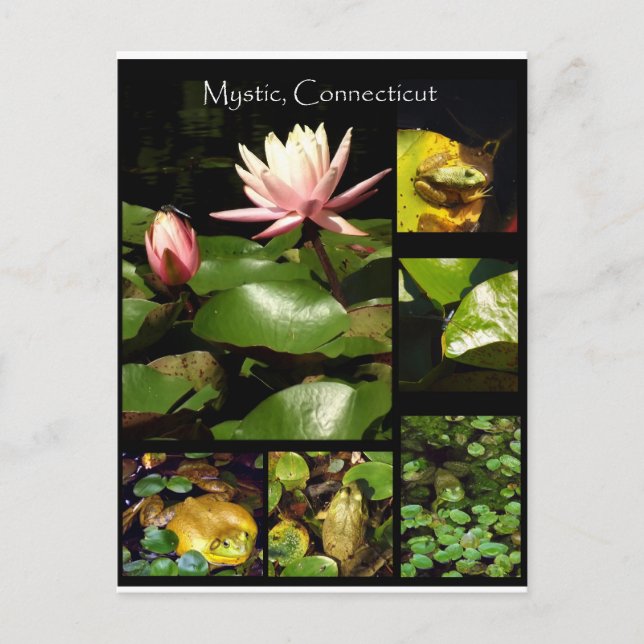 Mystic, Connecticut Vykort (Framsida)