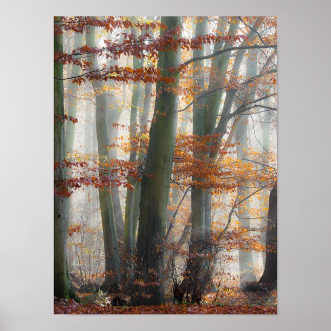 Mystic Foggy Forest på hösten Poster (Framsidan)