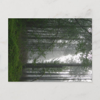 Mystic Skogen Vykort