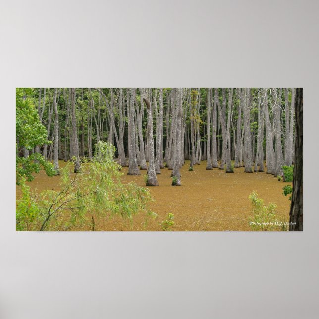 Mystic Swamp Poster (Framsidan)