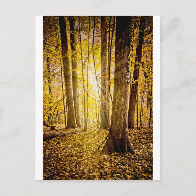 Mystical Forest Vykort (Framsida)