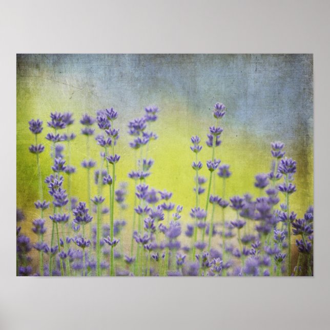 Mystical Lavender Poster (Framsidan)