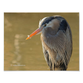 Mystique of the Underbar Blue Heron Fototryck
