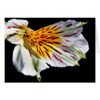 "mystisk blomma" av Larry Coressel Hälsningskort