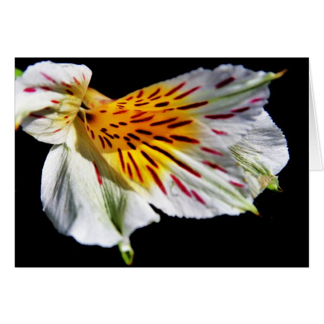 "mystisk blomma" av Larry Coressel Hälsningskort (Framsidan Horizontal)