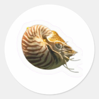 Mystisk kammare Nautilus-skaldekal, levande Runt Klistermärke