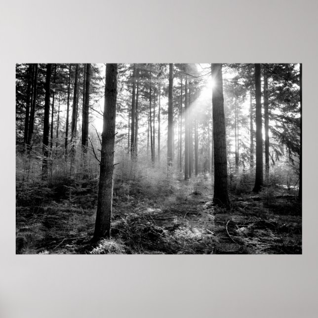 mystisk skog poster (Framsidan)