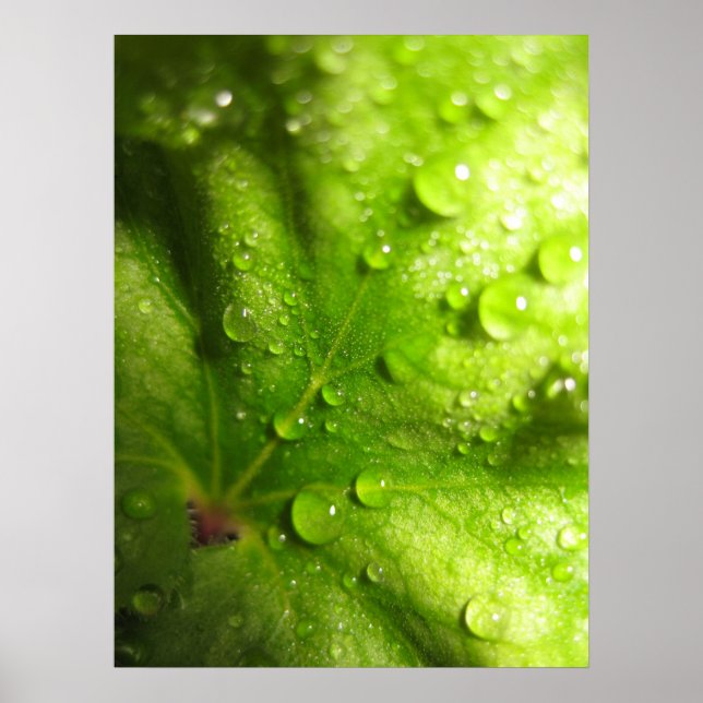 Mystiska Löv (2) Poster (Framsidan)