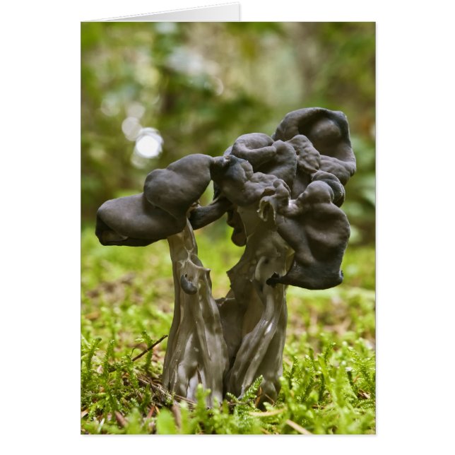 Mystiska svampar hälsningskort (Framsidan)