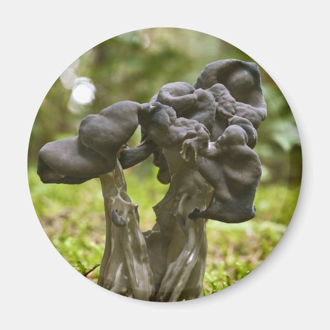 Mystiska svampar magnet (Framsidan)