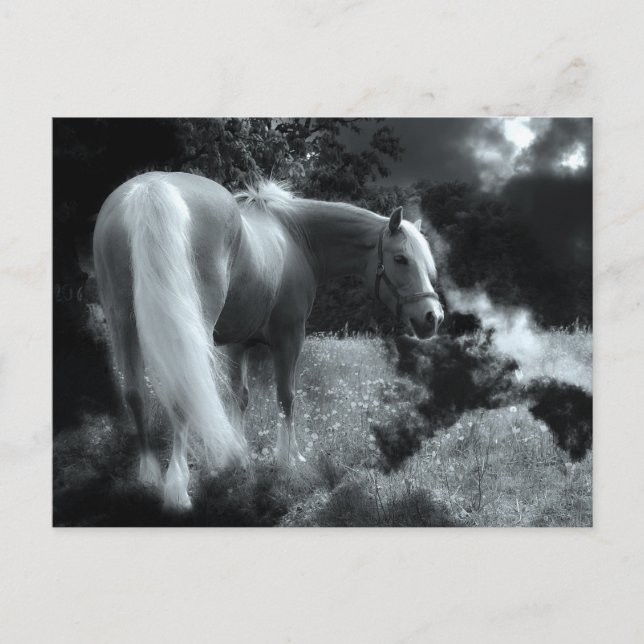 mystiskt vykort för natthäst (Framsida)