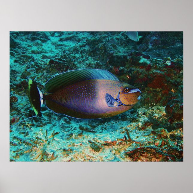 Mystoppfisk Poster (Framsidan)