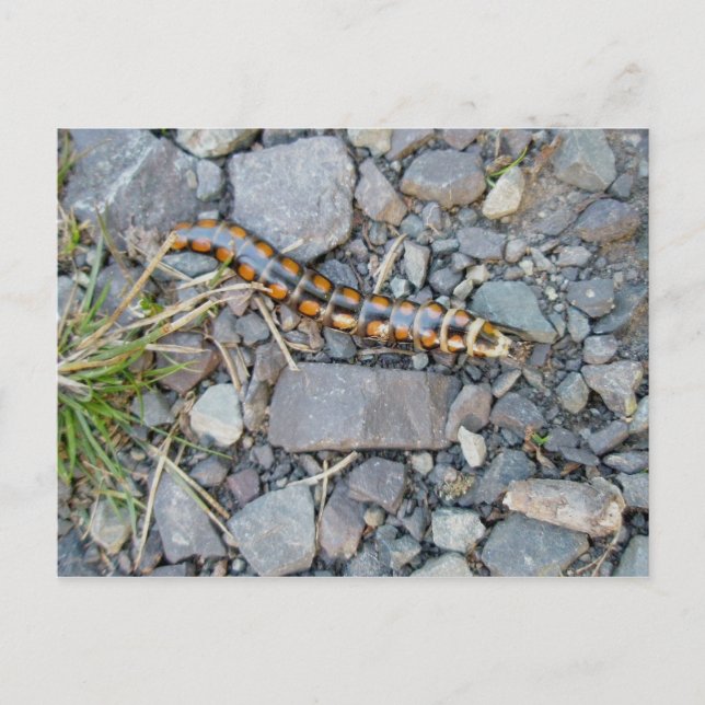 Mystoppritris vykort (Framsida)