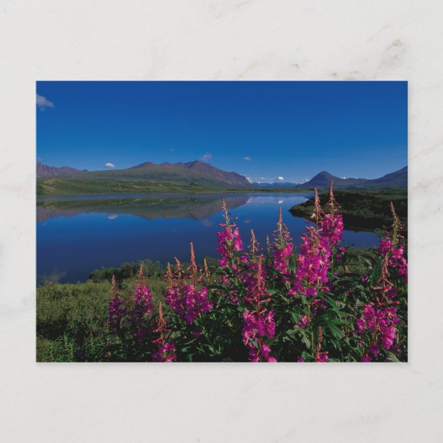 N.A., USA, Alaska, Alaska Range Common Vykort (Framsida)