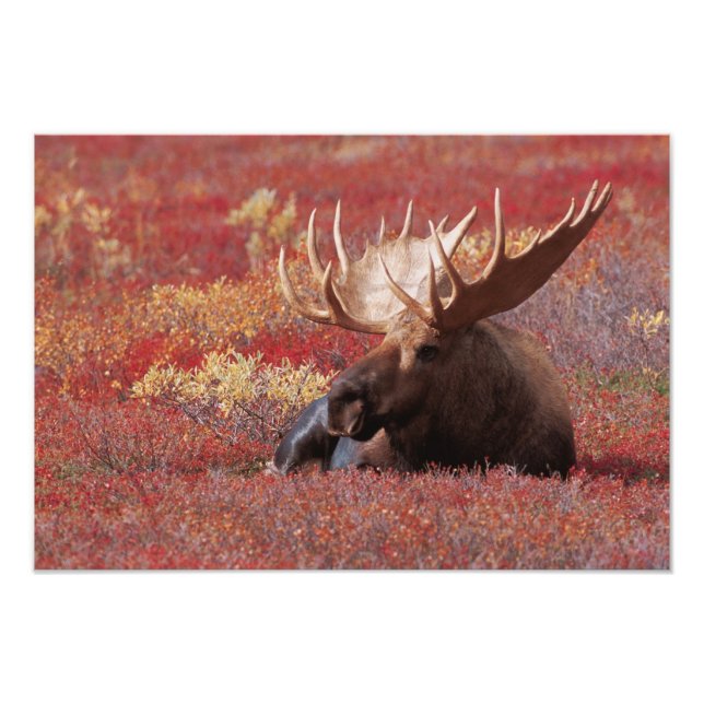 N.A., USA, Alaska, Denali National Park, Bull Fototryck (Framsidan)