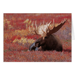N.A., USA, Alaska, Denali National Park, Bull Hälsningskort
