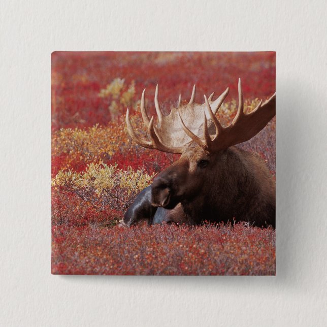 N.A., USA, Alaska, Denali National Park, Bull Knapp (Framsida)