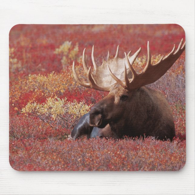 N.A., USA, Alaska, Denali National Park, Bull Musmatta (Framsidan)