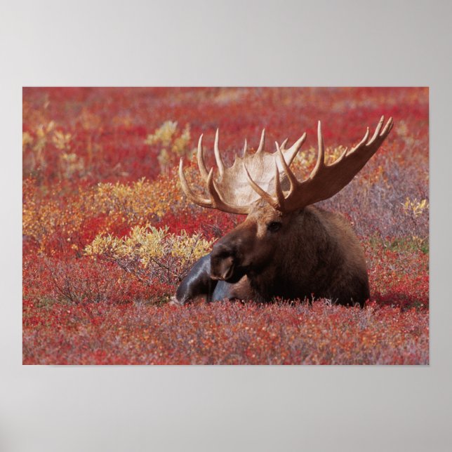 N.A., USA, Alaska, Denali National Park, Bull Poster (Framsidan)