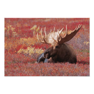 N.A., USA, Alaska, Denali nationalpark, tjur Fototryck