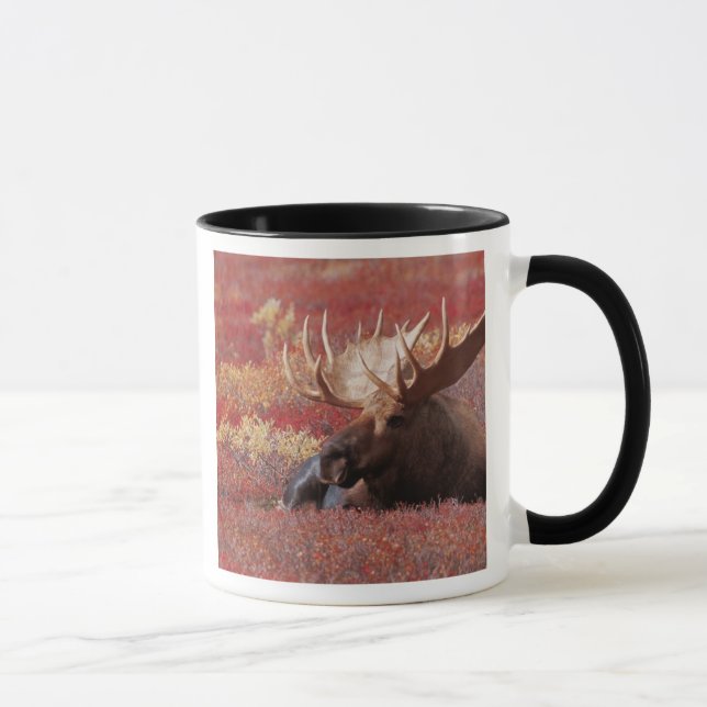 N.A., USA, Alaska, Denali nationalpark, tjur Mugg (Höger)