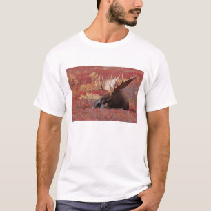 N.A., USA, Alaska, Denali nationalpark, tjur Tee