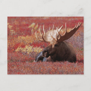 N.A. USA, Alaska, Denali nationalpark, tjur Vykort