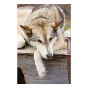 N.A., USA, Alaska. Husky slädhundar Fototryck