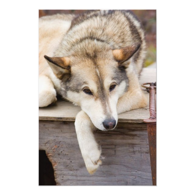 N.A., USA, Alaska. Husky slädhundar Fototryck (Framsidan)