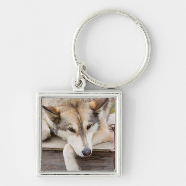 N.A., USA, Alaska. Husky slädhundar Fyrkantig Silverfärgad Nyckelring (Framsidan)