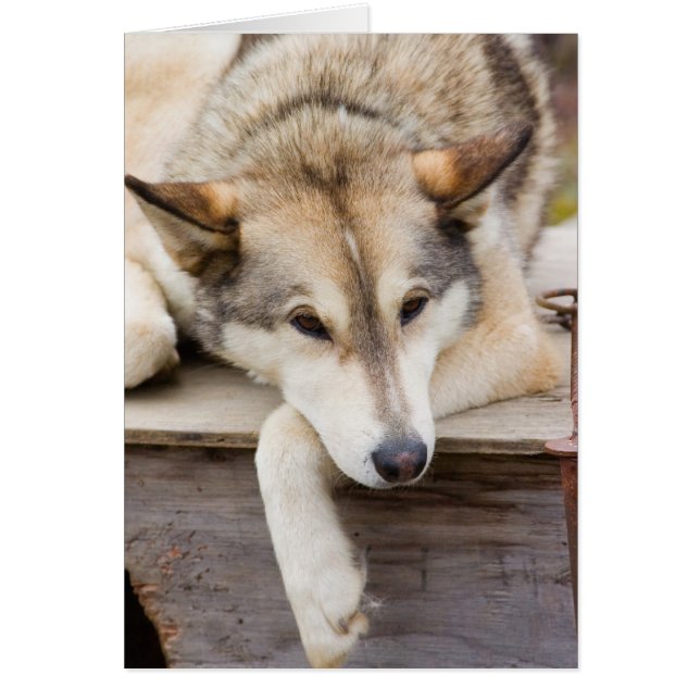 N.A., USA, Alaska. Husky slädhundar Hälsningskort (Framsidan)