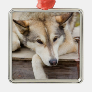 N.A., USA, Alaska. Husky slädhundar Julgransprydnad Metall