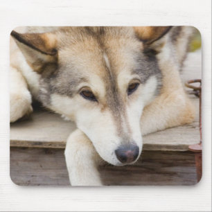 N.A., USA, Alaska. Husky slädhundar Musmatta