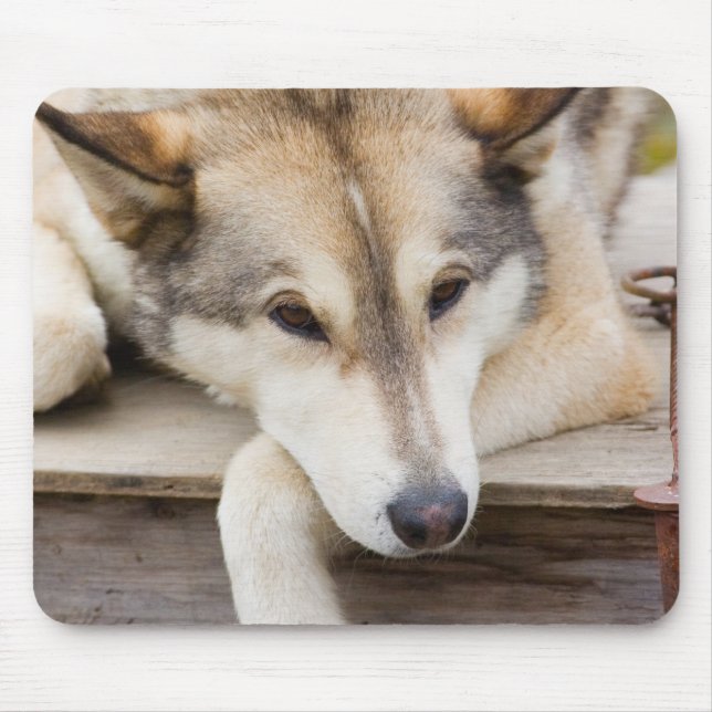 N.A., USA, Alaska. Husky slädhundar Musmatta (Framsidan)