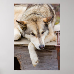N.A., USA, Alaska. Husky slädhundar Poster